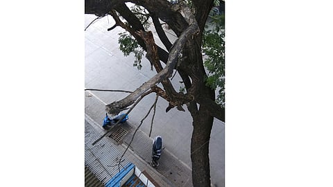 tree-danger.jpg