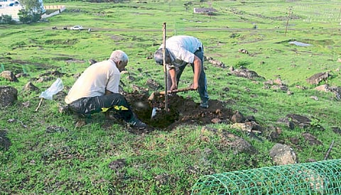 वृक्षसंगोपन केल्यास सातबारा मिळतो मोफत