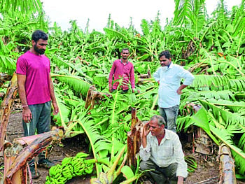 vadal banana nuksan