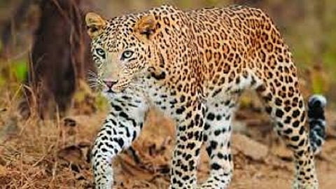 due to leopard one person accident in sindhudurg he injured strongly in sindhudurg