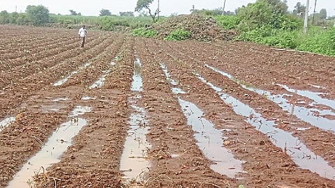 It was difficult to get the ripe yam out of the field