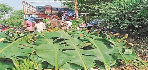 waranga banana 