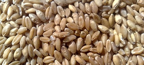  Wheat stopped coming from Madhya Pradesh in district...