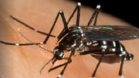 Dengue, Chikungunya