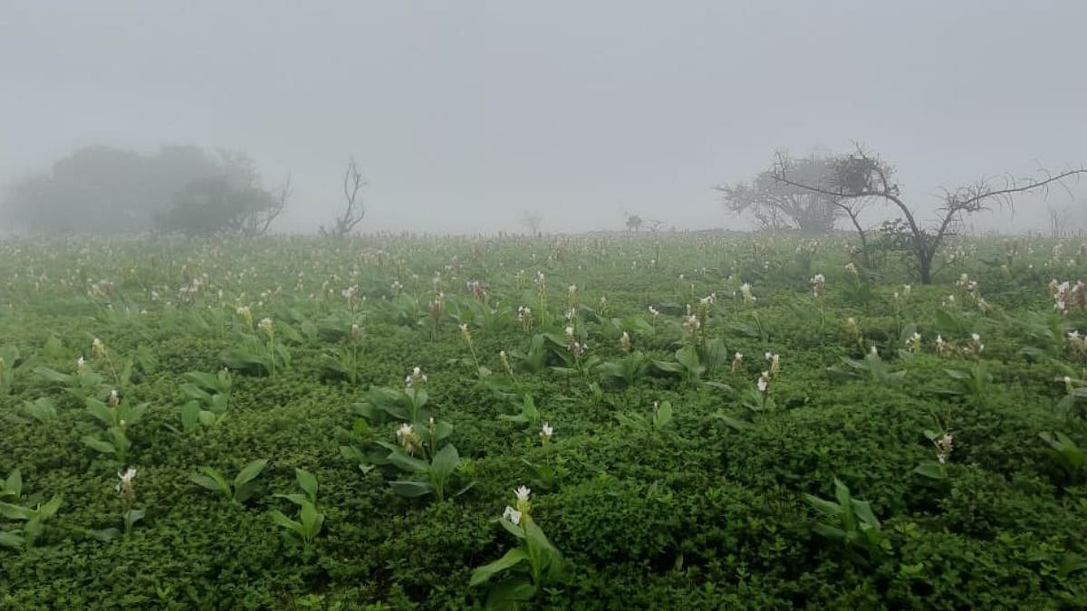Kaas Pathar वर फुलांच्या रंगछटा बहरण्यास सुरुवात; 'या' वेबसाइटवर जाऊन ...