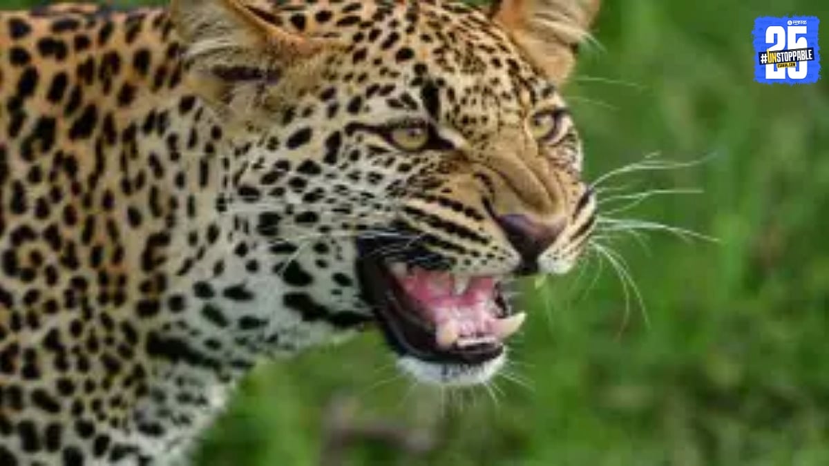 Junnar Leopard Attack : ओतूरमध्ये दिवसा ढवळ्या बिबट्याचा हल्ला; शेतमजूर ...