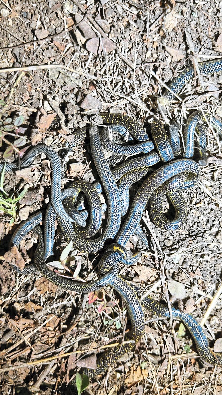 Witness the Extraordinary Rescue of 13 Shieldtail Snakes in Maharashtra!