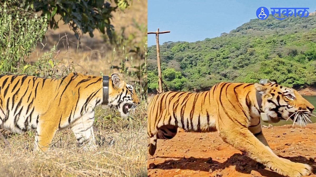 Sahyadri Tiger: सह्याद्री वाघ संरक्षण: कॅमेरे आणि ड्रोनद्वारे नजर, वन ...