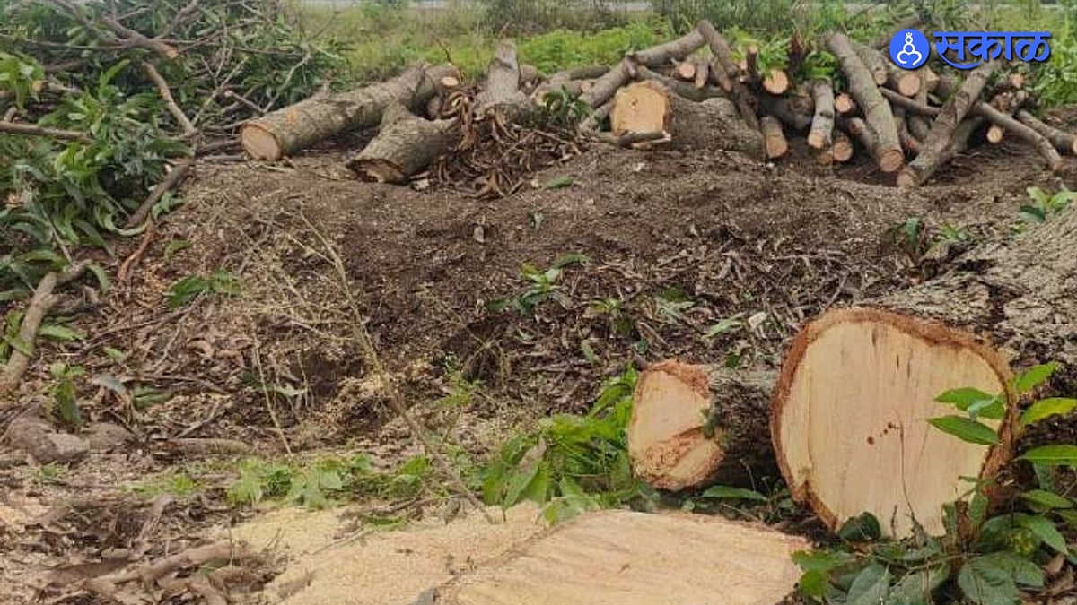 Thackeray Shivsena aggressive over Trees Cutting For Torrent project ...