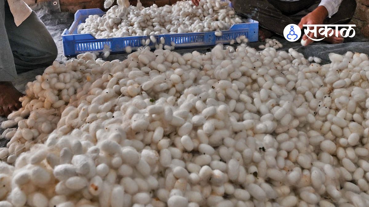 हिंगोलीत तुती लागवड शेतकऱ्यांचा उत्साह. Hingoli Farmers Embrace Silk ...