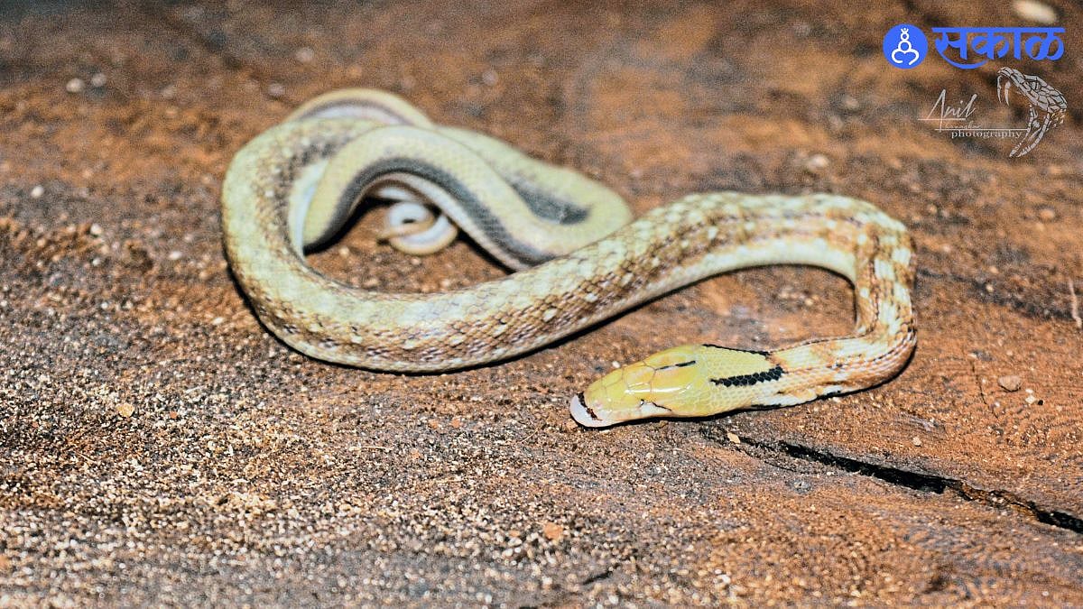 Pune Snake Discovery: पुणे संशोधन: डोळे नसलेल्या सापाची आंतरराष्ट्रीय ...