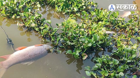 Pashan News: पाषाण तलावात जलपर्णी-सांडपाण्याने हजारो माशांचा मृत्यू ...