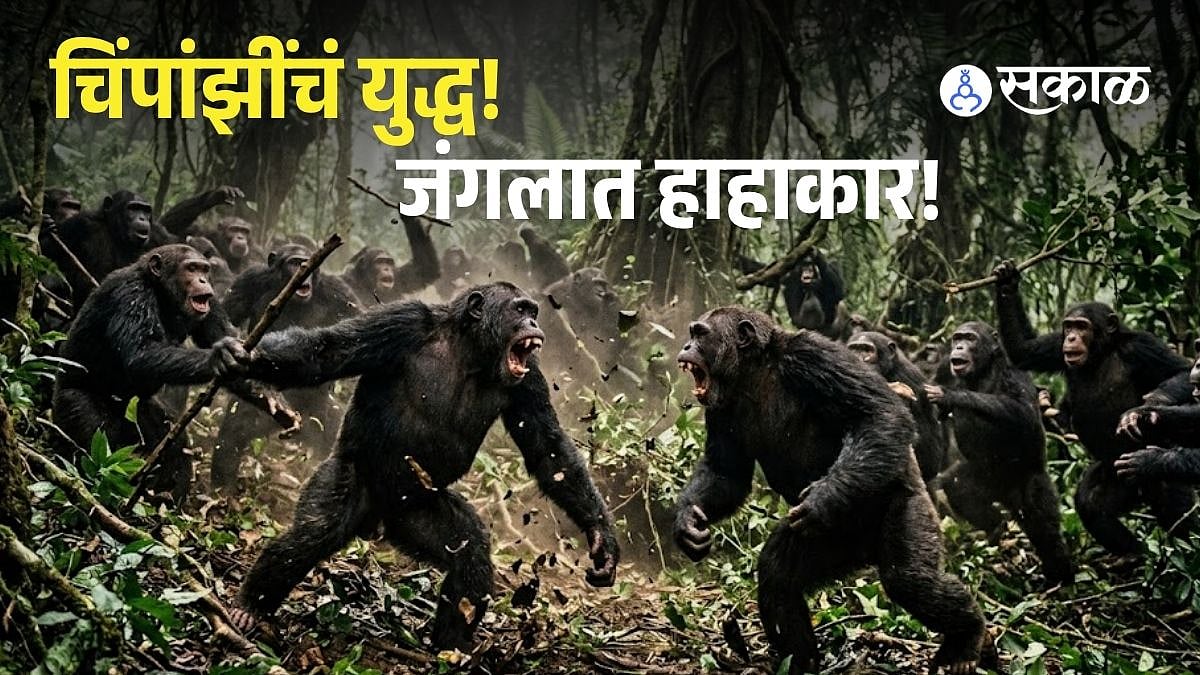 Chimpanzee War: ‘प्लॅनेट ऑफ द एप्स’ खरे ठरले! चिंपांझींचं रक्तरंजित ...