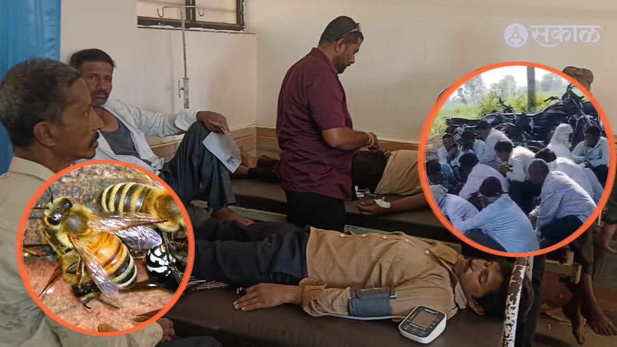 Radhanagari Kolhapur bee attack news |राधानगरी तालुक्यात ...