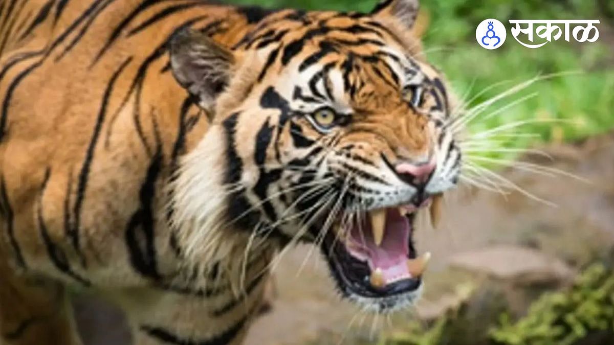 28-Year-Old Worker Dies in Tiger Attack