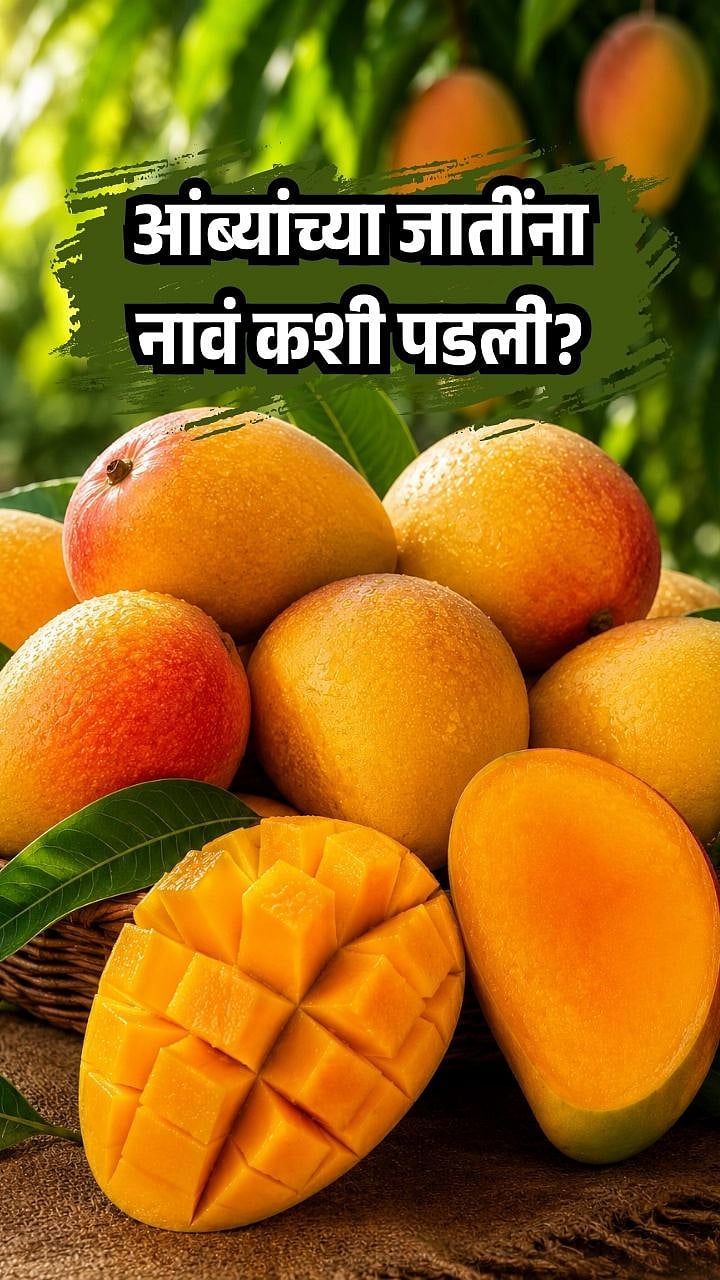 हापूस ते लंगडा! आंब्यांच्या प्रसिद्ध जातींना नावं कशी मिळाली जाणून घ्या ...