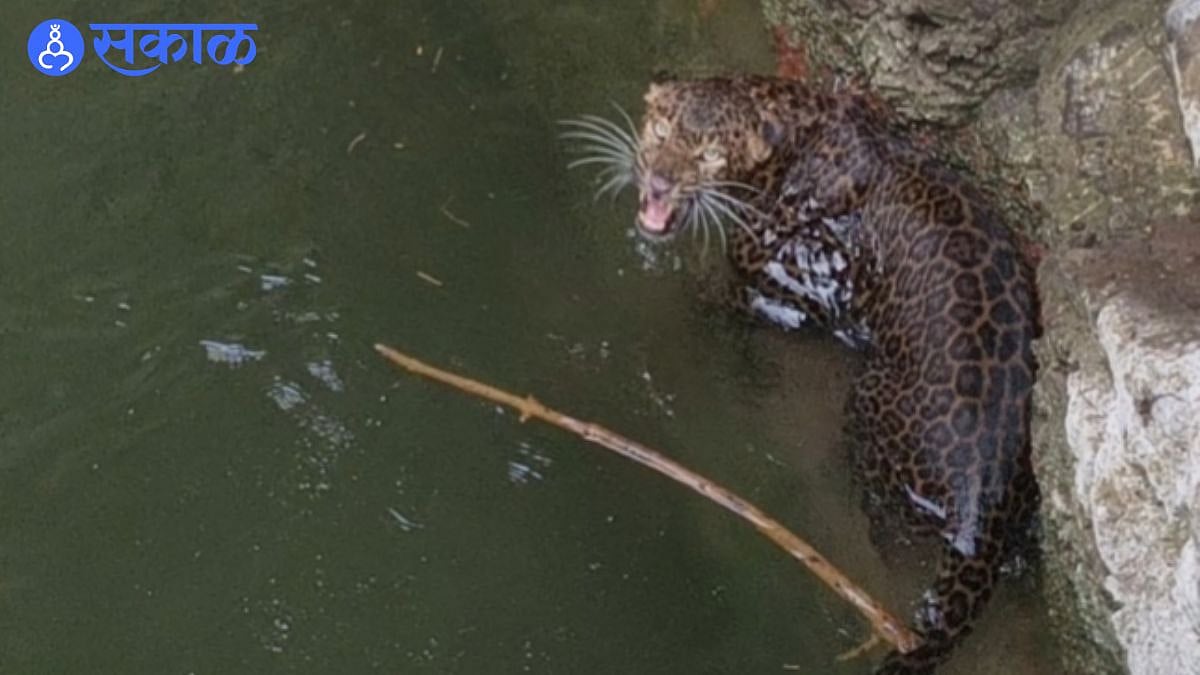 Leopard Rescue: नागापुरजवळ विहिरीत पडलेल्या बिबट मादीचा थरारक बचाव ...