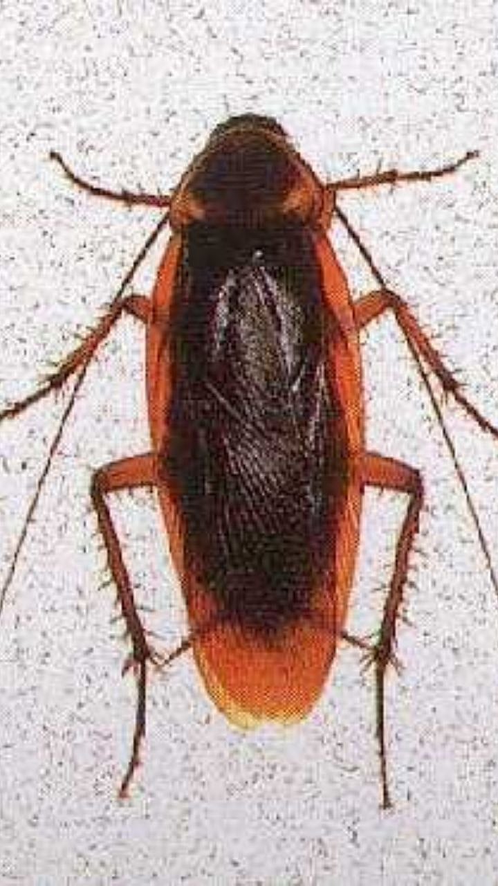 Shocking Facts About Cockroaches | Weird Things About Roaches You Never ...
