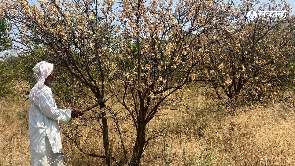 Paithan Drought आडूळ परिसरात भीषण पाणीटंचाई मोसंबी डाळिंब आंबा बागा ...