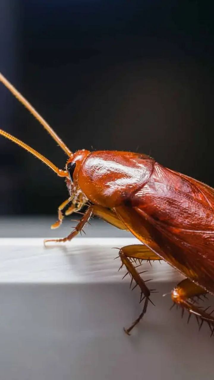डोकं नसतानाही झुरळ एक आठवडा कसं जिवंत रहातं? | Cockroach Scientific ...