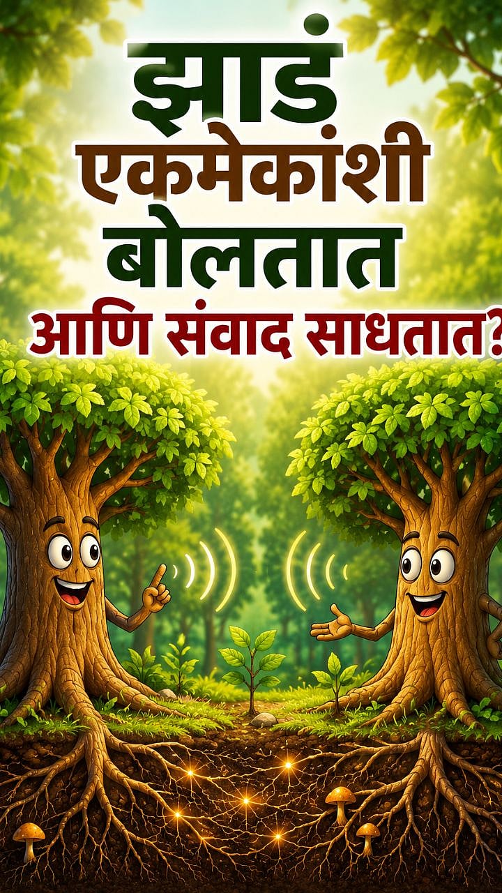 झाडं सुद्धा एकमेकांशी बोलतात आणि संवाद साधतात? निसर्गाचं 'हे' गुपित ...