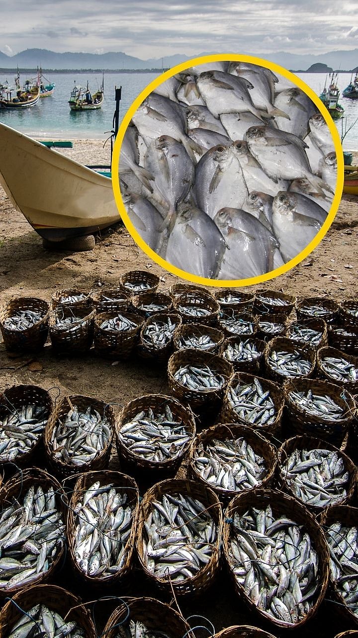 Silver Pomfret: Know About Maharashtra’s Official State Fish ...
