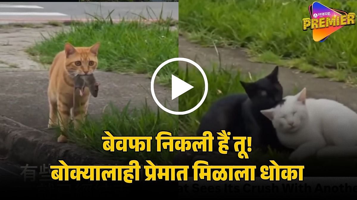 Viral Video: जिच्यासाठी उंदीर आणला तिनेच धोका दिला! आपल्या मांजरीला दुसऱ्यासोबत पाहून तुटलं बोक्याचं हृदय; पुढे...