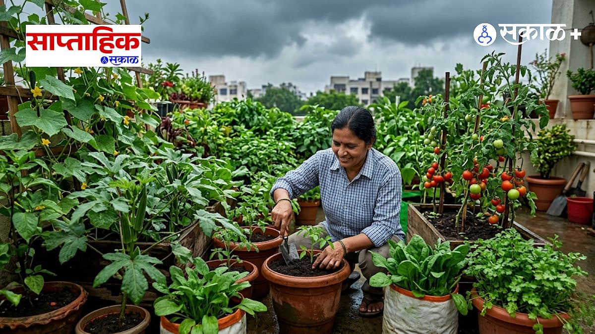 Premium|Monsoon Terrace Gardening : पावसाळ्यात गच्चीवर कोणत्या भाज्यांची लागवड करावी?