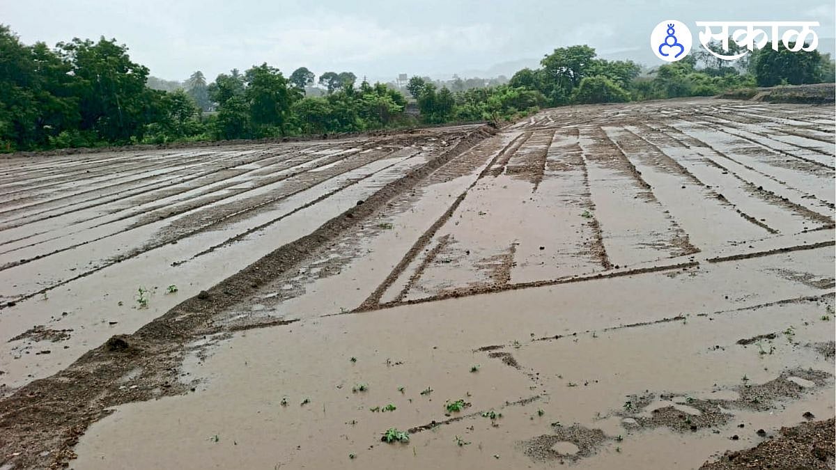Maharashtra Rain Update: कोकण-विदर्भात मॉन्सूनचा दमदार पाऊस मुंबईत यलो ...