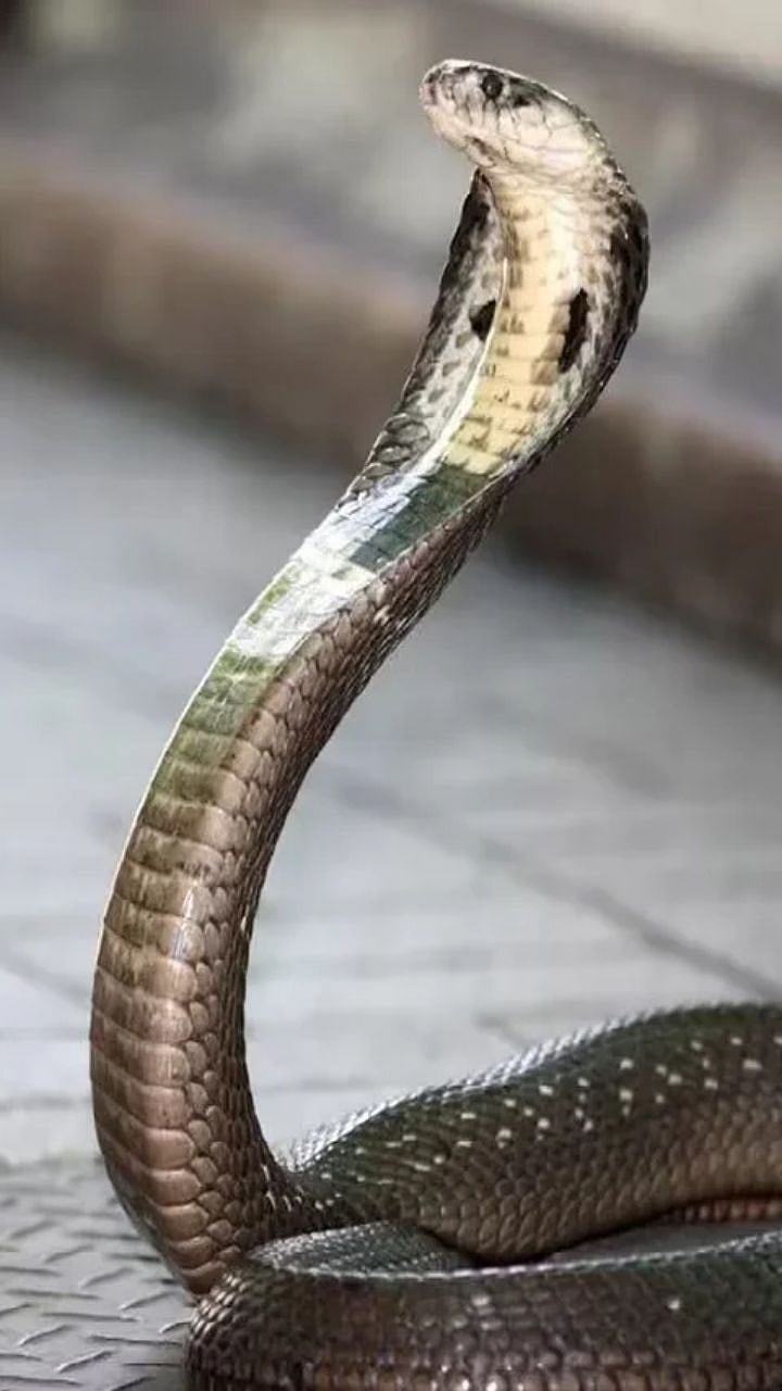 How to Identify Venomous Snakes in India: Key Differences Between Cobra ...