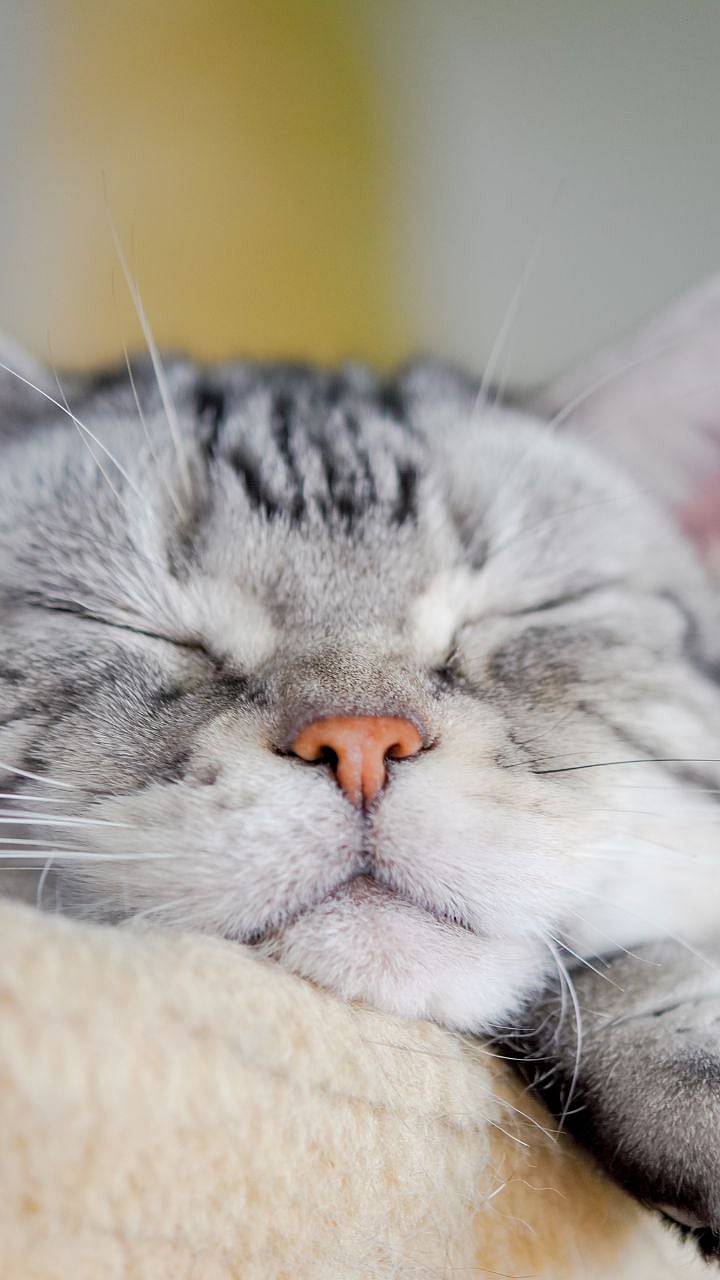 मांजर तुमच्याकडे पाहून हळूच डोळे मिटतं? यामागचं कारण काय?|CAT SLOW ...