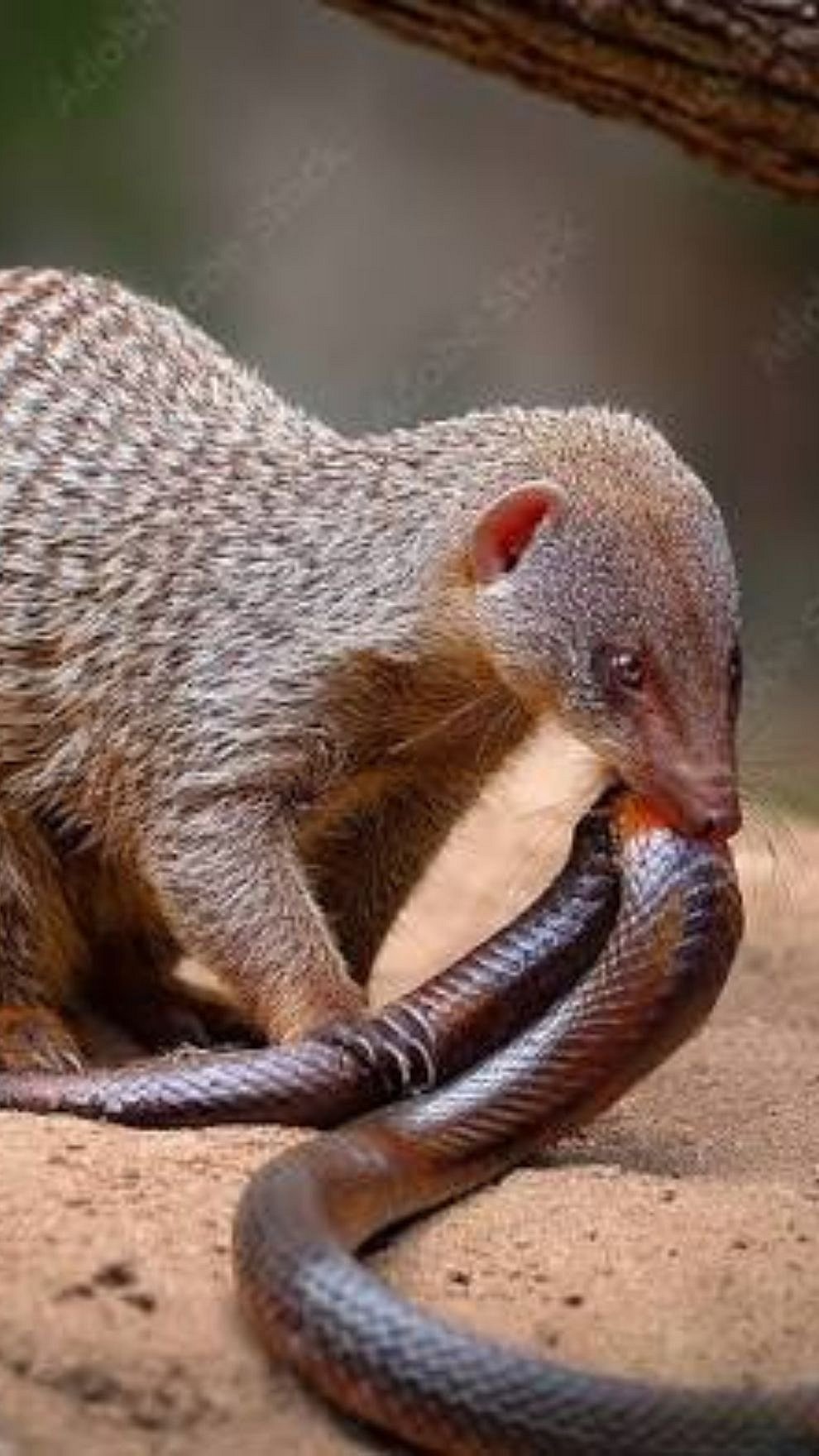 How Does a Mongoose Survive Venomous Snake Bites? The Science Behind ...