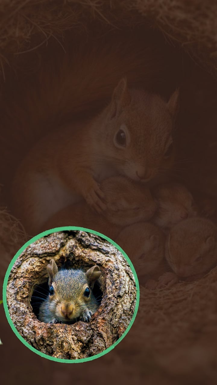 माणसांप्रमाणेच हा प्राणीही अनाथ पिल्लांना दत्तक घेतो!|RED SQUIRRELS ...