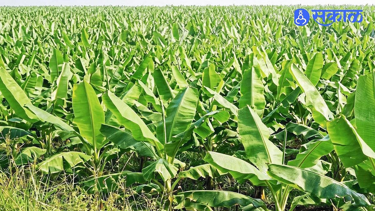 El Nino: ‘एल निनो’मुळे थुथुकुडीची केळी धोक्यात; मॉन्सूनच्या अपुऱ्या ...