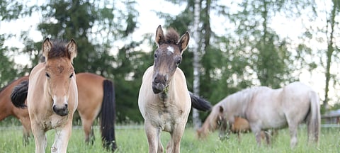 Tammat on astutettu viime vuonna. Nyt odotellaan varsoja syntyväksi ja monissa paikoissa ihmetellään mihin ne laitetaan. 