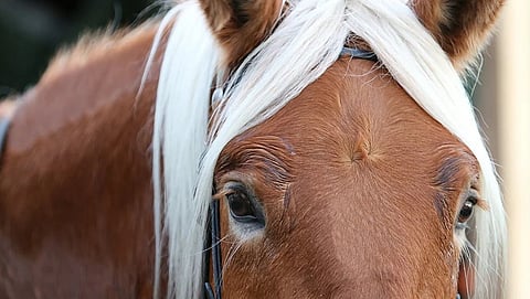 Miten käy suomenhevoselle, jos kasvatus entisestään vähenee, kysyy kirjoittaja. 