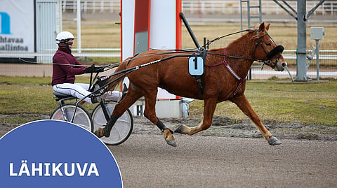 Venla Hoo on äärimmäisen monipuolinen hevonen, vaikka ravilähtöä se ei ole koskaan voittanutkaan. 