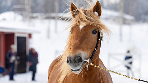 Juoksijaoripäivät