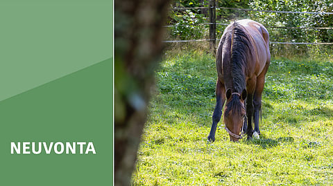 Laitumella hevonen voi toteuttaa luontaista tarvettaan etsiä ravintoa pitkin päivää ja syödä pieniä määriä  useita kertoja päivässä. Myös tallissa ja talvella rehua pitää tarjoilla useita kertoja, mutta pieniä määriä kerrallaan.