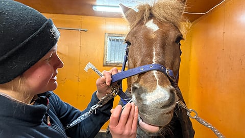 Tikkua nenään. Kivimetsän Tähti pelaa huulillaan, mutta ei muuten reagoi näytteenottoon.