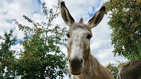 Aasit herättivät huomaamaan hevosasetuksen puutteet. Nyt niihin on reagoitu ja lopullista tulosta odotellaan. 