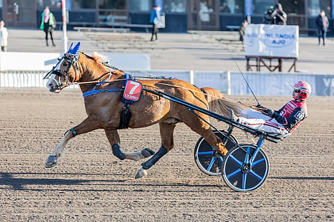 Stallonen kausiavaus ei jättänyt toivomisen varaa.