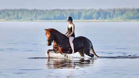 Vimmerby vei omistajansa sydämen ja teki hänestä suomenhevosihmisen. Nyt tallissa ei paljon muita hevosia olekaan. 