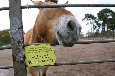 Kaikki eivät pidä ajatuksesta, että hevosia vaeltaa lähes vapaina. 