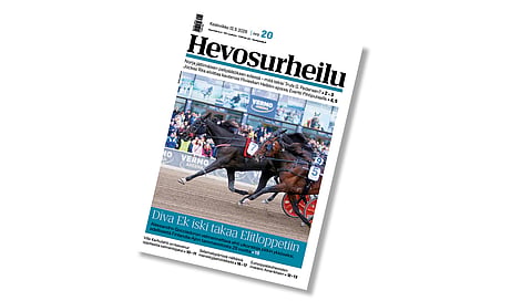 Diva Ek on Hevosurheilun kansikuvahevonen. Kuva: Roosa Lindholm.