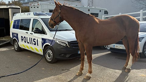 Uusin poliisihevonen, kaikessa jämäkkyydessään. 