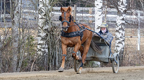 Tare ja Henri Bollström