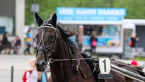 Ravihevonen No Limit Royalty.