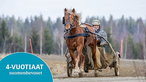 Cordiittan varsa Rafaelo on yksi peräti yhdestätoista nelivuotiasta, jotka valmentautuvat Seppo Suurosella.