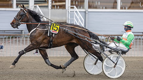 Dorothea Strong oli reilu vuosi sitten kolmas Forssan nuorten sarjassa Ville Pohjolan ohjastamana. Sen jälkeen tamma on kehittynyt huimasti.